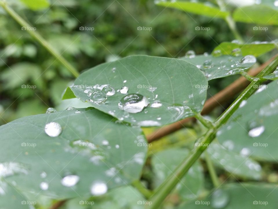 It spilled likely to drop from the top of the leaf.
The many life exist in a drops.