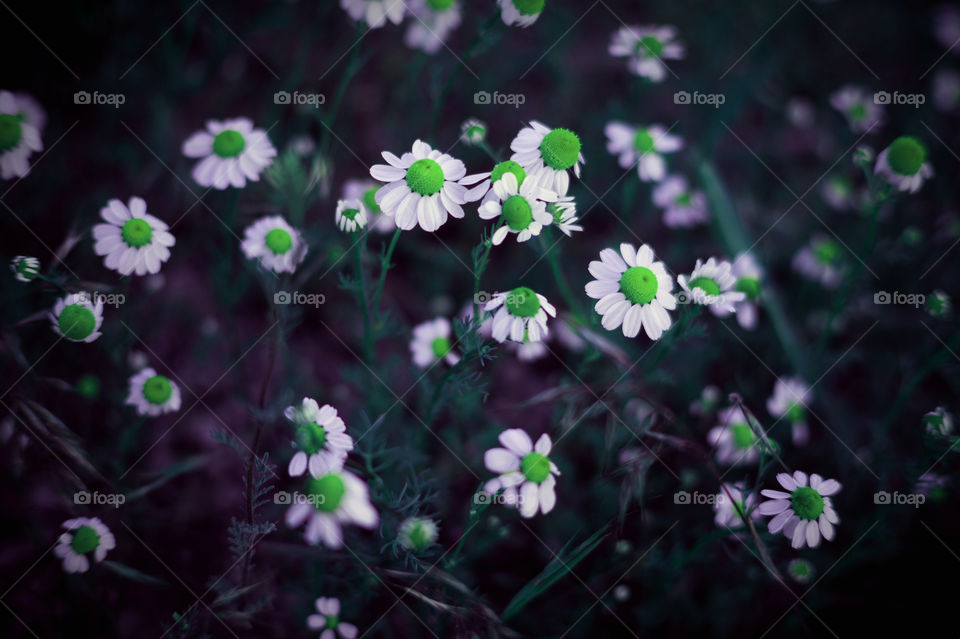 Field of daisies with green eyes