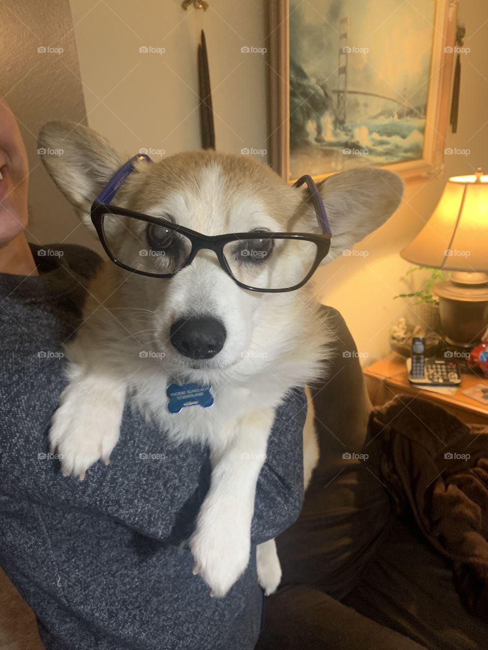 Silly old corgi wearing her reading glasses so she can see the crossword puzzles in the morning paper. 