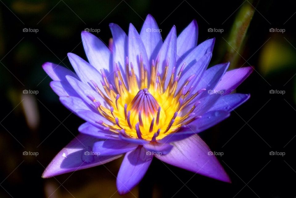 Water Lilly
