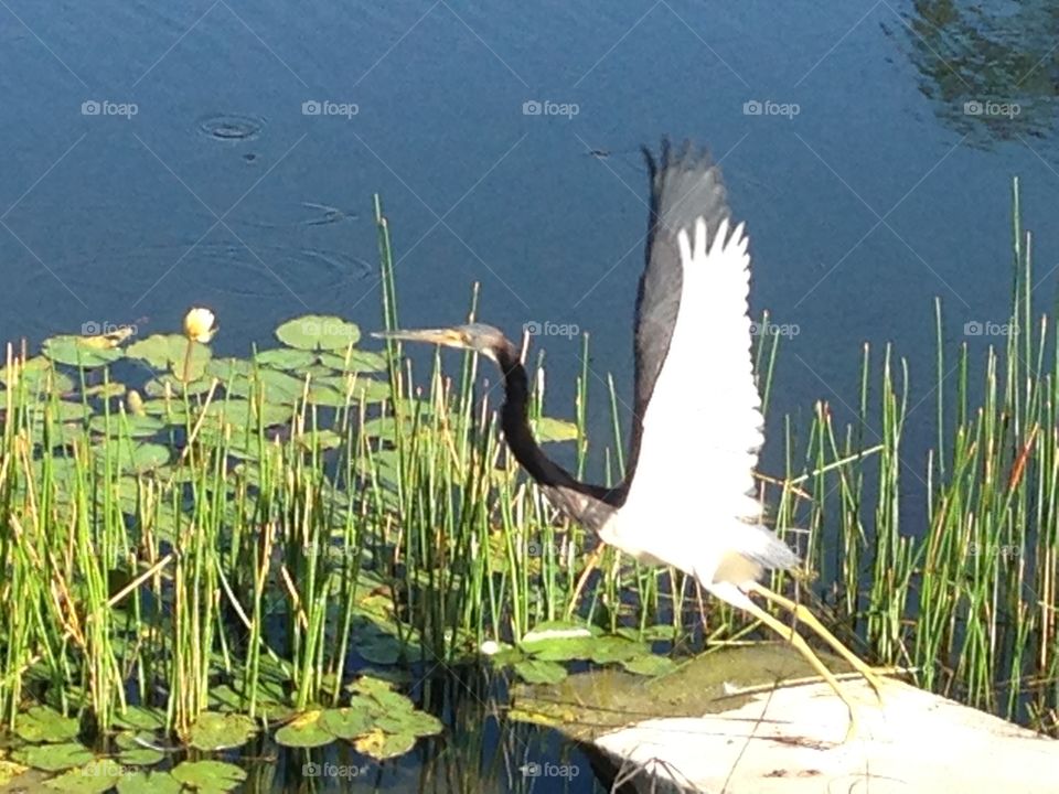 Bird in first flight 