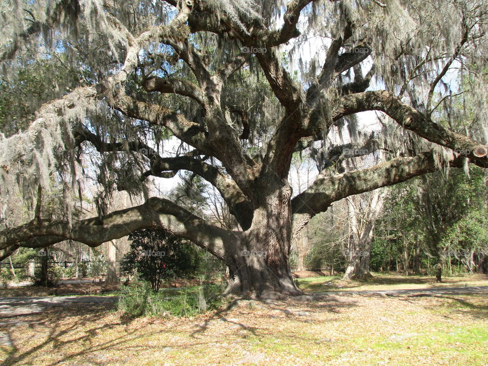 Ancient Oak near Charleston, SC 