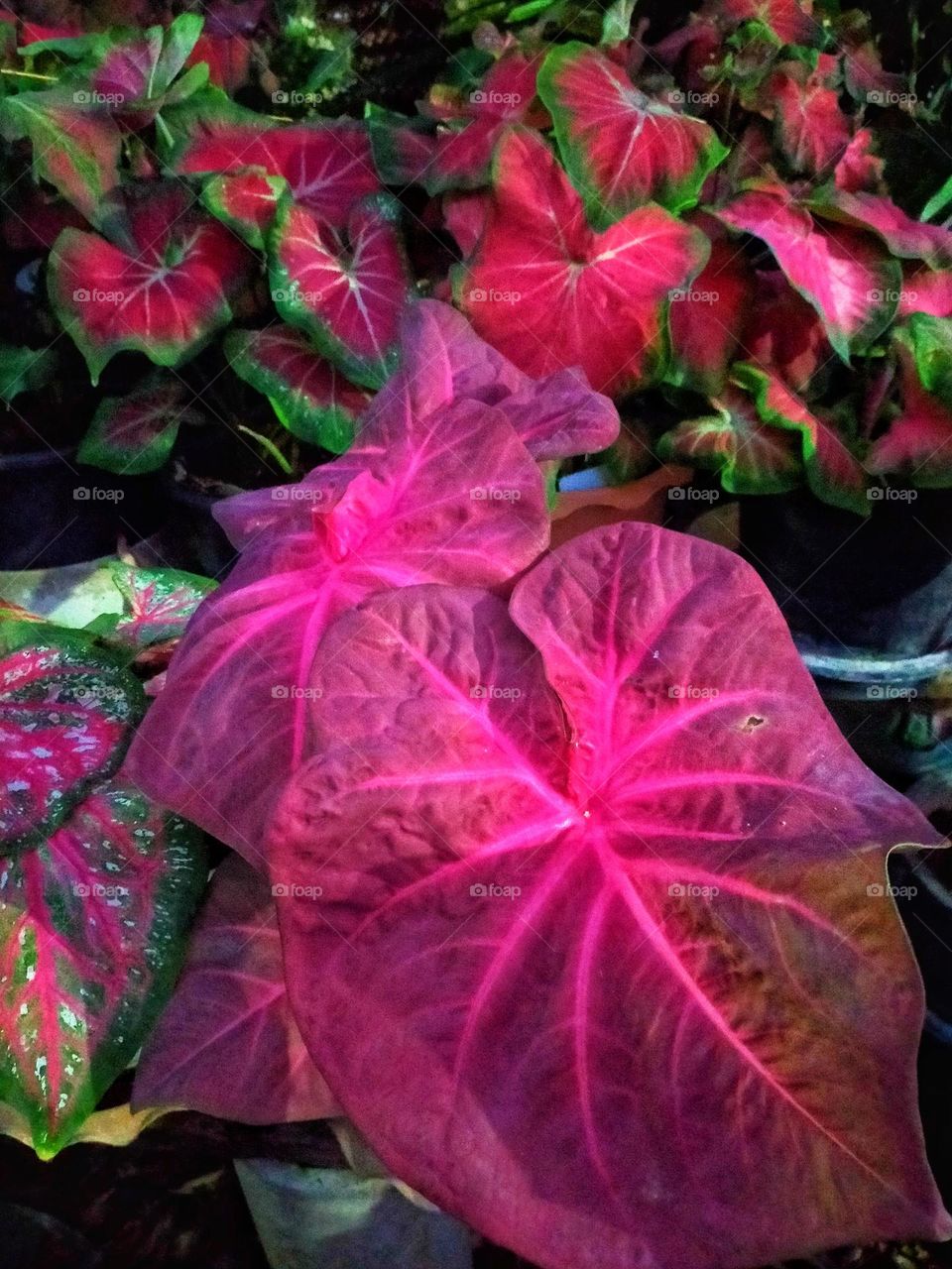 Flowers, plants, including wood grains that have different colors.
