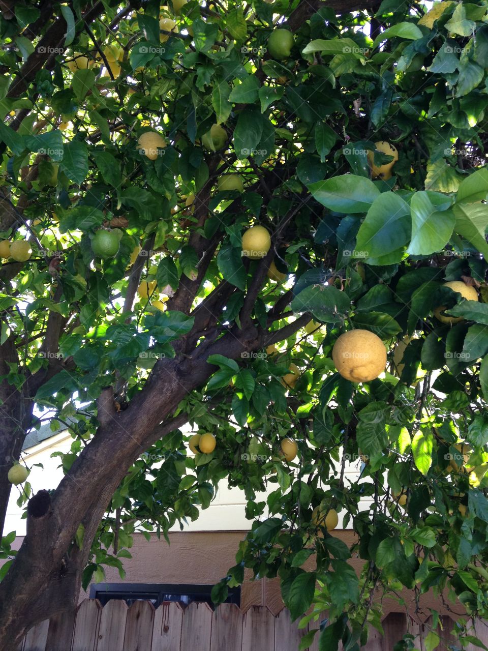 The lemon tree at my new house!