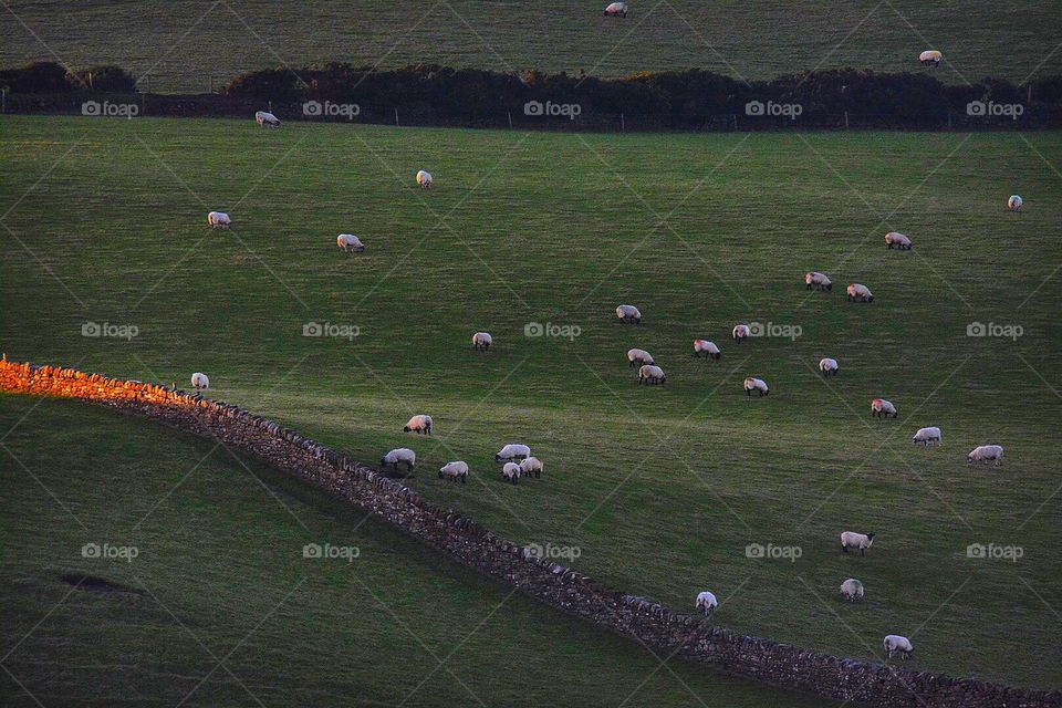 Sheeps Grazing