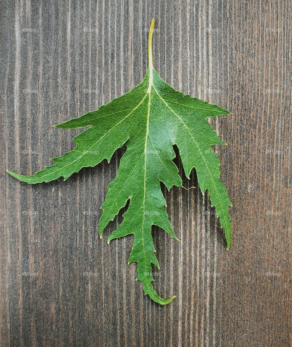 Leaf of the Ornäs birch