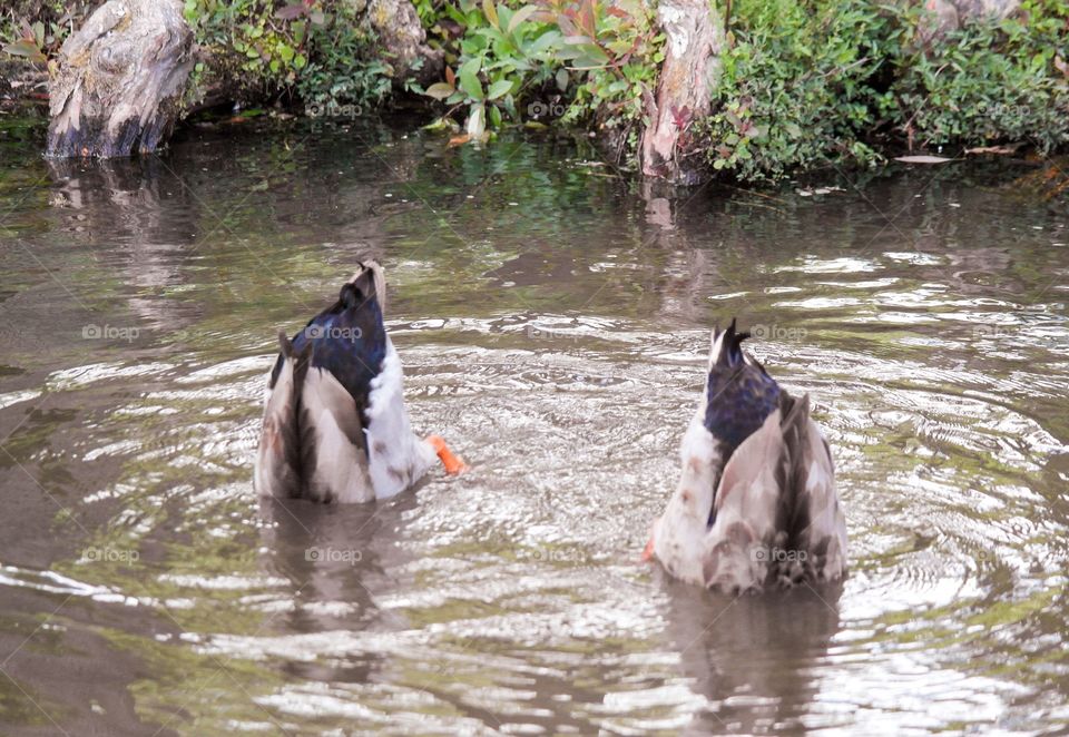 Ducks bobbing for food