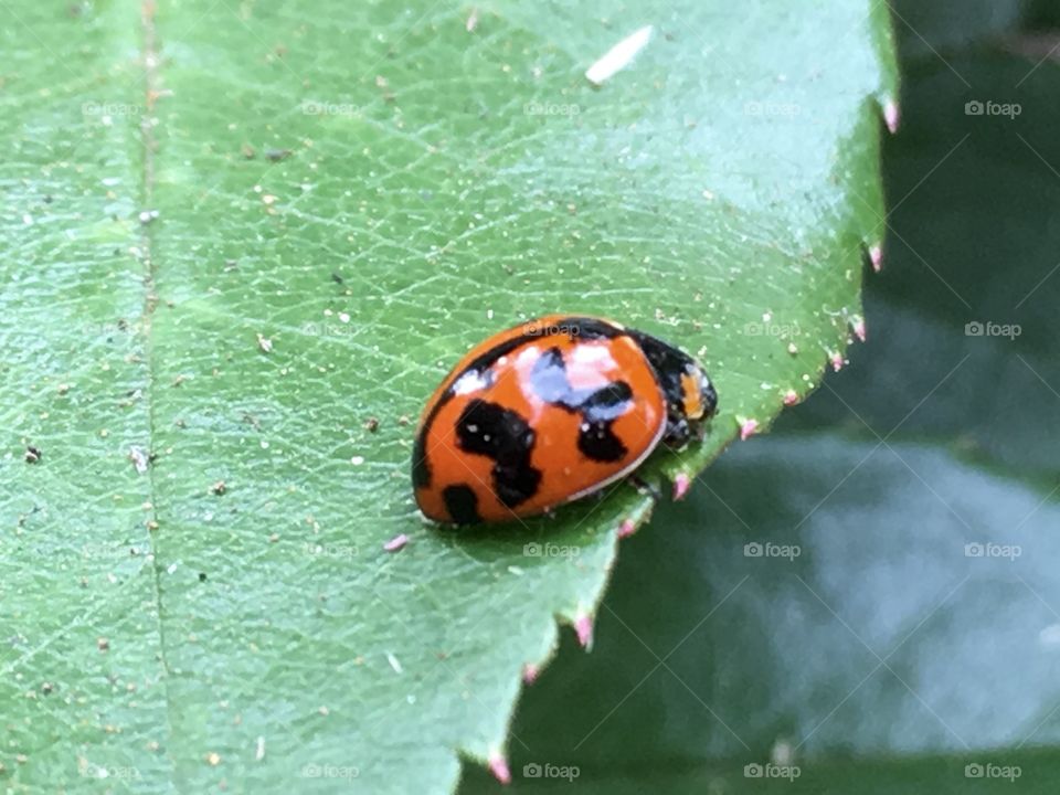 Closeup image red and black lady big lady bird ladybug, lady bird on a green leaf 