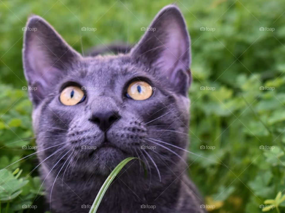 Beautiful yellow eyes cat