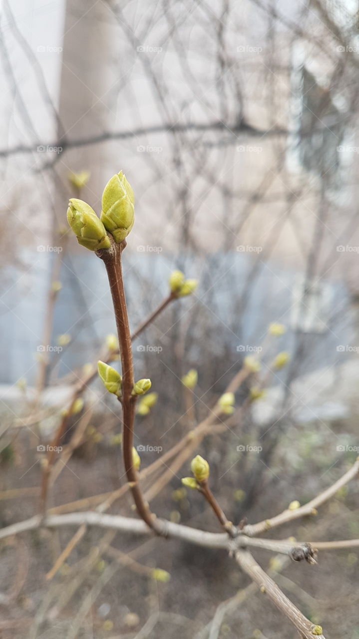 spring buds in the city