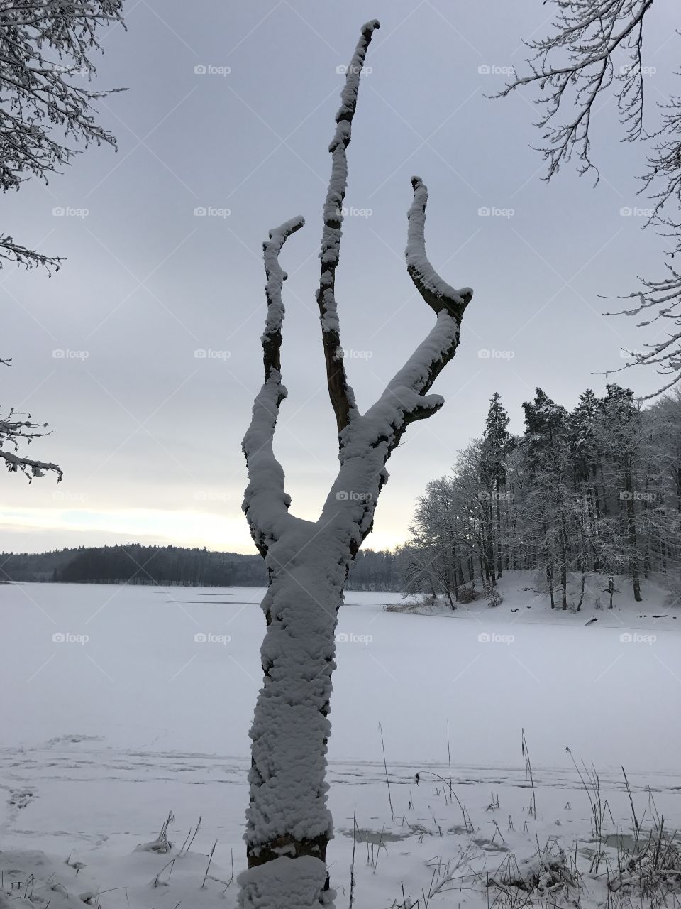 Snow, Winter, Tree, Frost, Landscape