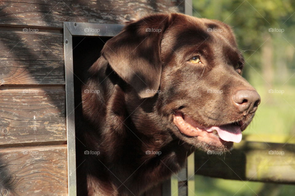 chocolat labrador