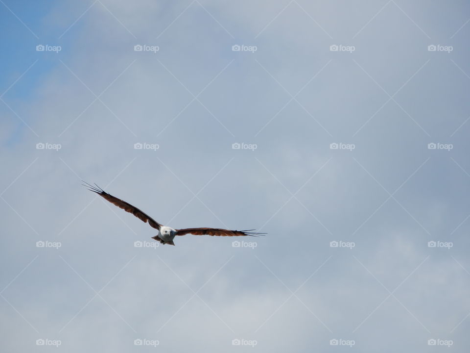 Eagle caught in full flight :)