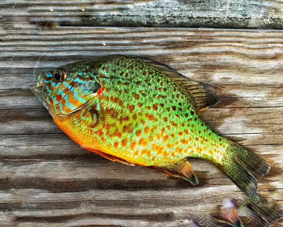 Sunfish