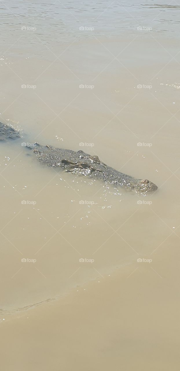 sneaky crocodile