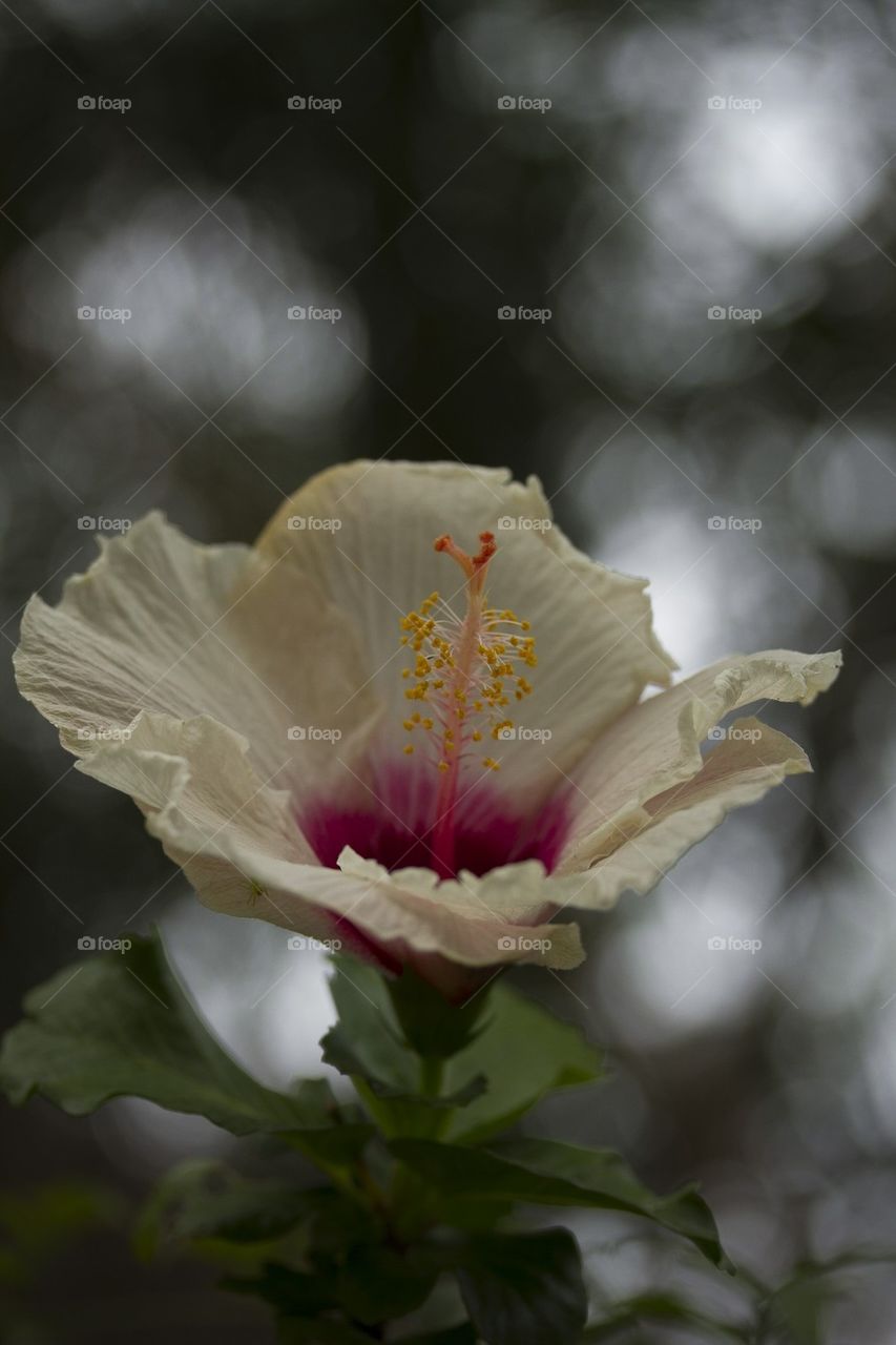 Hibiscus in Flower