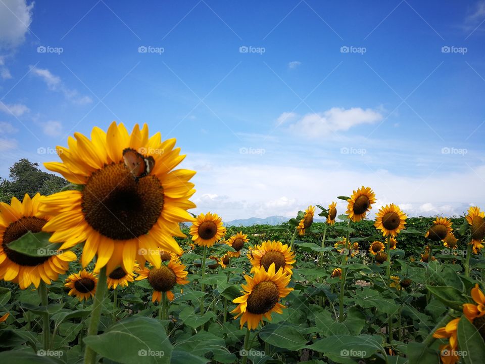 sunflower at mariano farm tupi