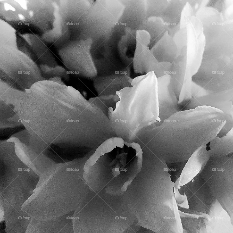 White daffodils 