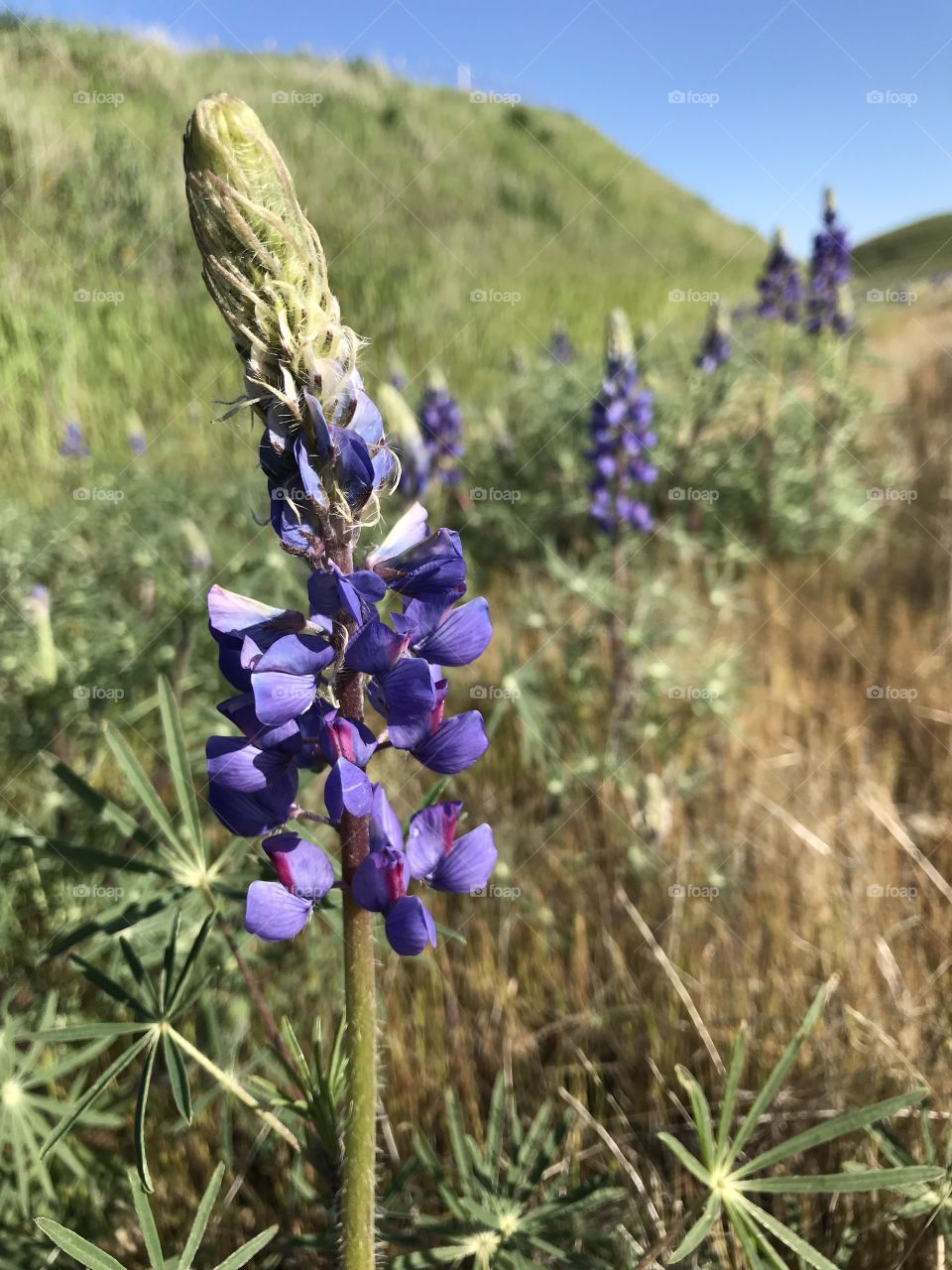 Wild purple lupines in central California 