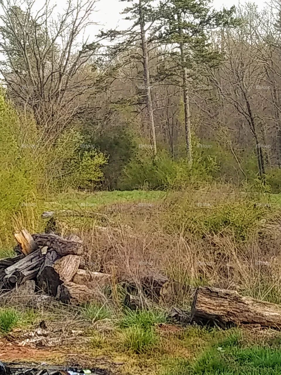 wood
