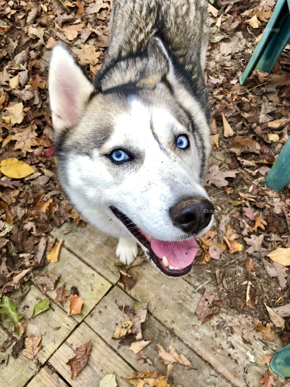 Dog looking at camera