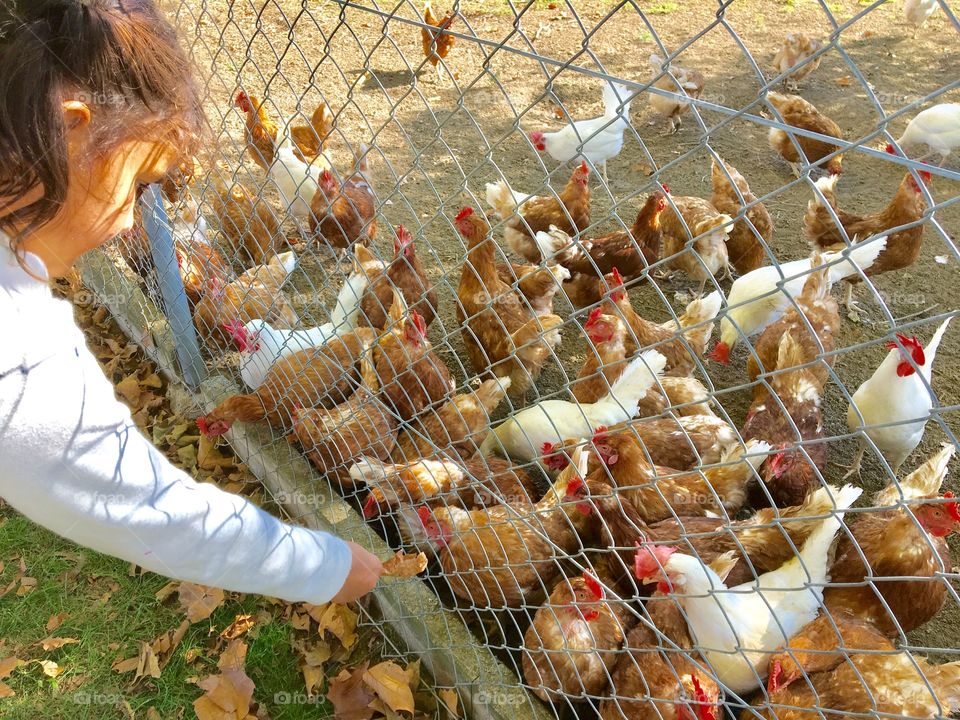 Chickens feeding time