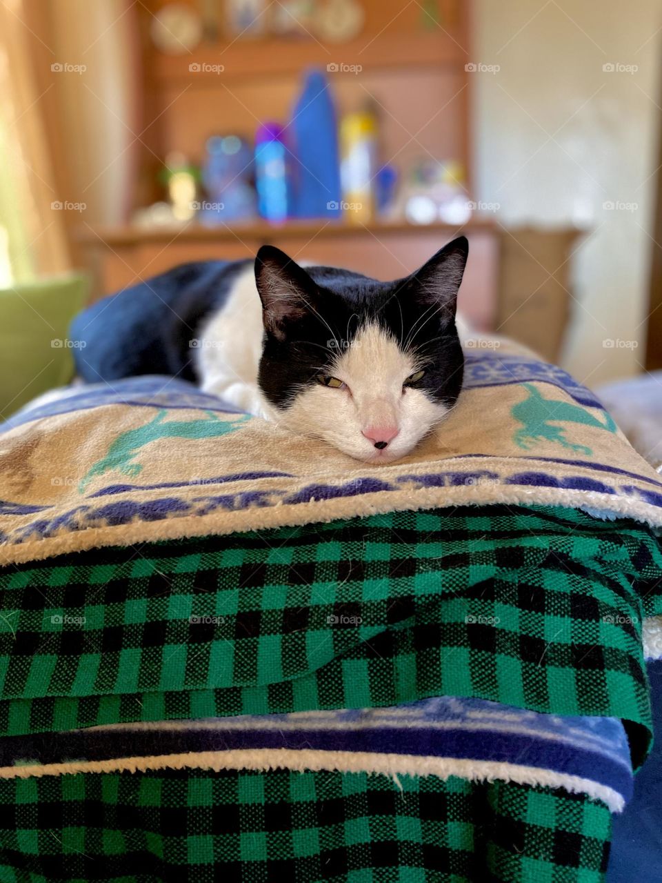 Sleepy cat on blanket! 
