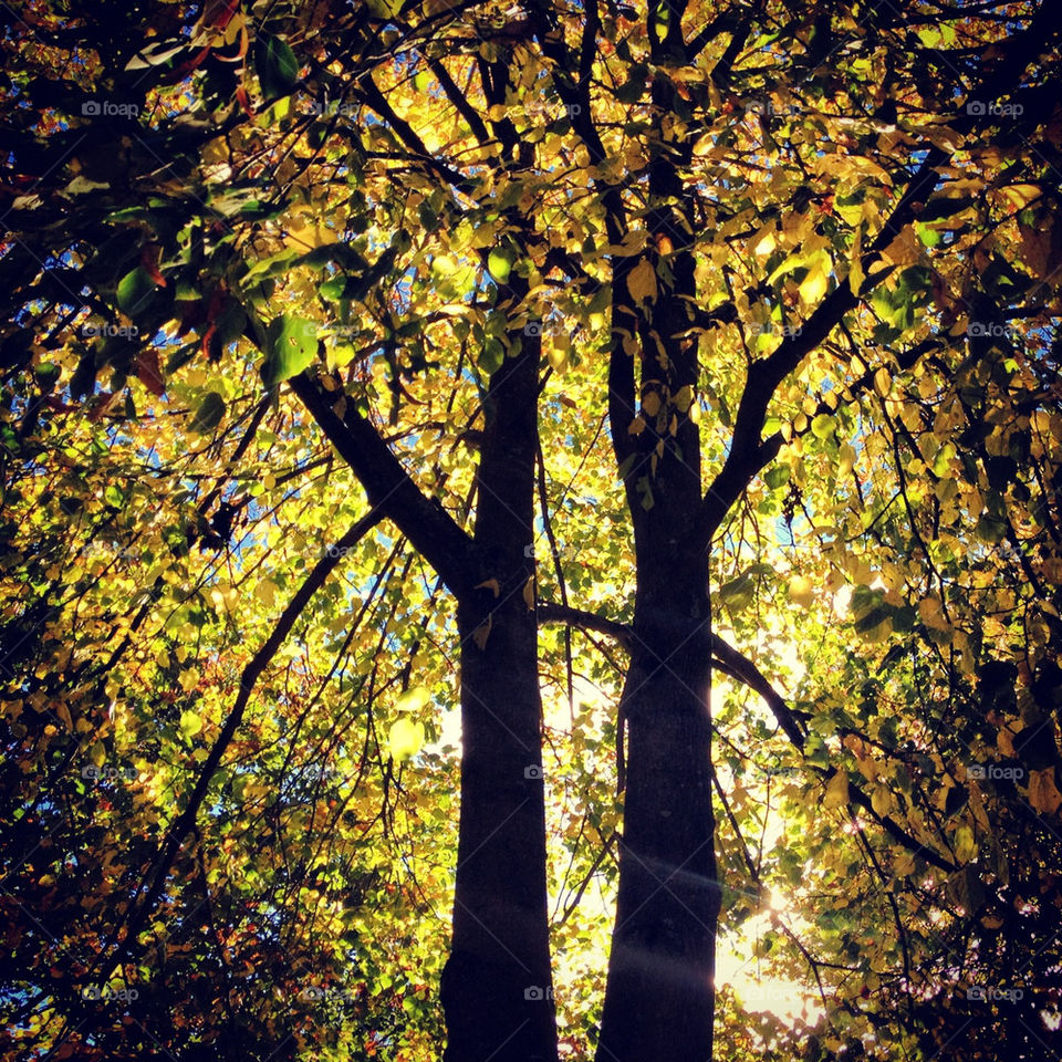 trees leaves fall autumn by moosyphoto