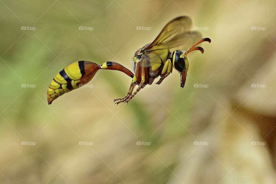 Yellow Potter Wasp.
