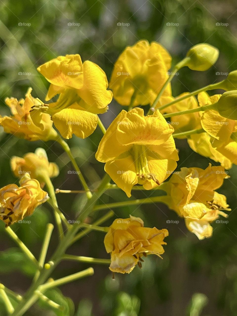 Close up of some Rapeseed flowers