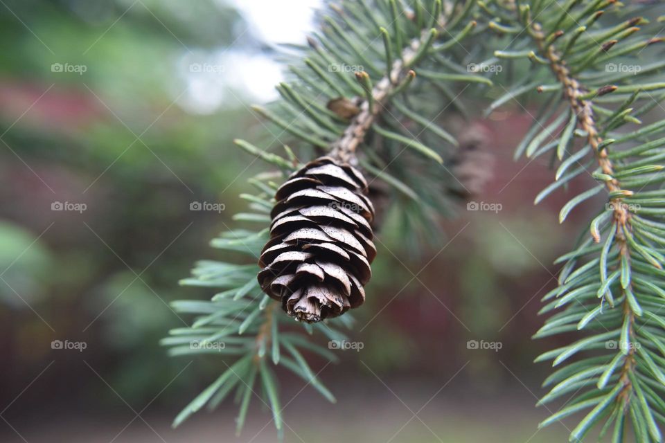 A tiny pinecone on a cloudy day
