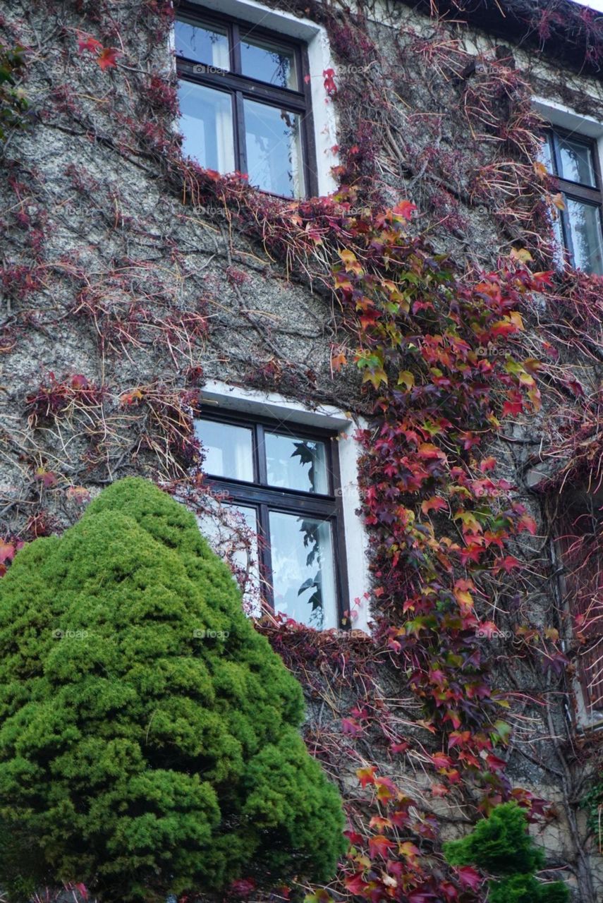 House#autumn#leaves#tree