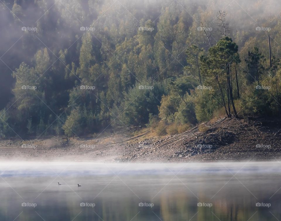 A misty morning on the tree lined river Zêzere in Central Portugal 