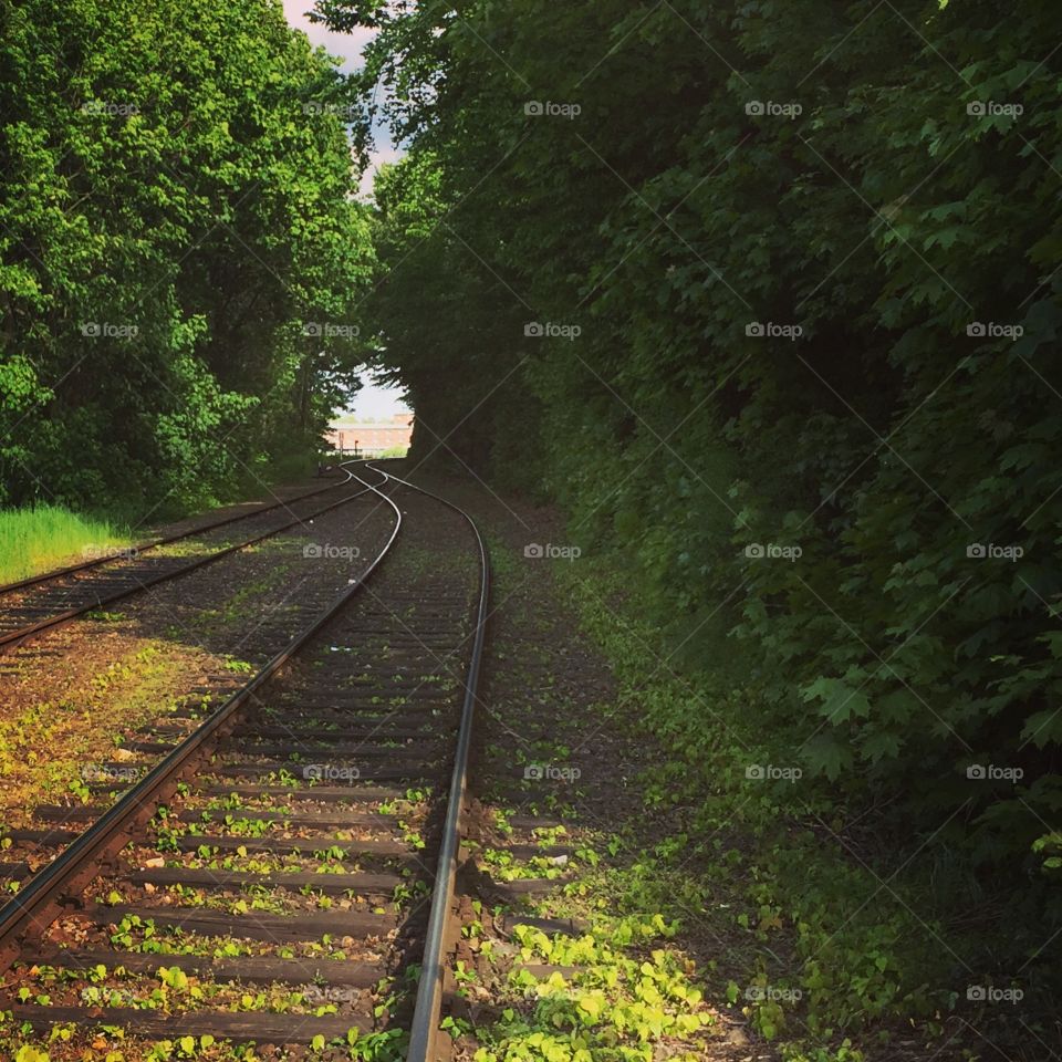 Nature and railway 
