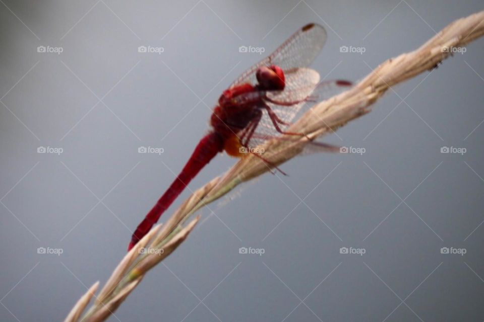 Crocothemis erythraia