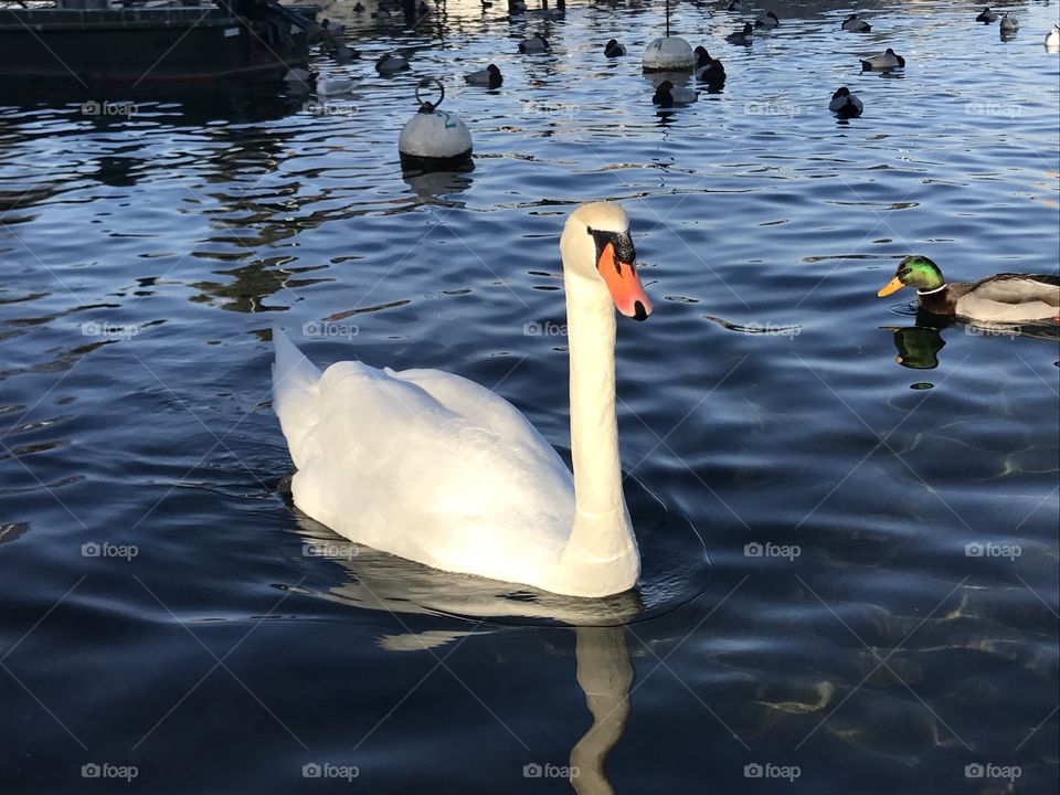 animal swan nature