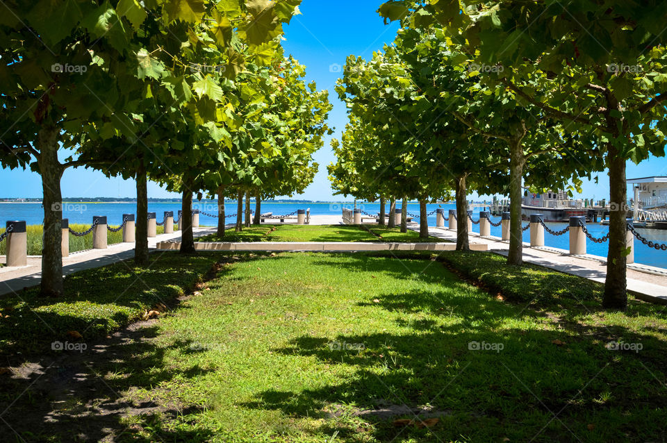 Two symmetrical rows of trees leading to an oceanfront dock