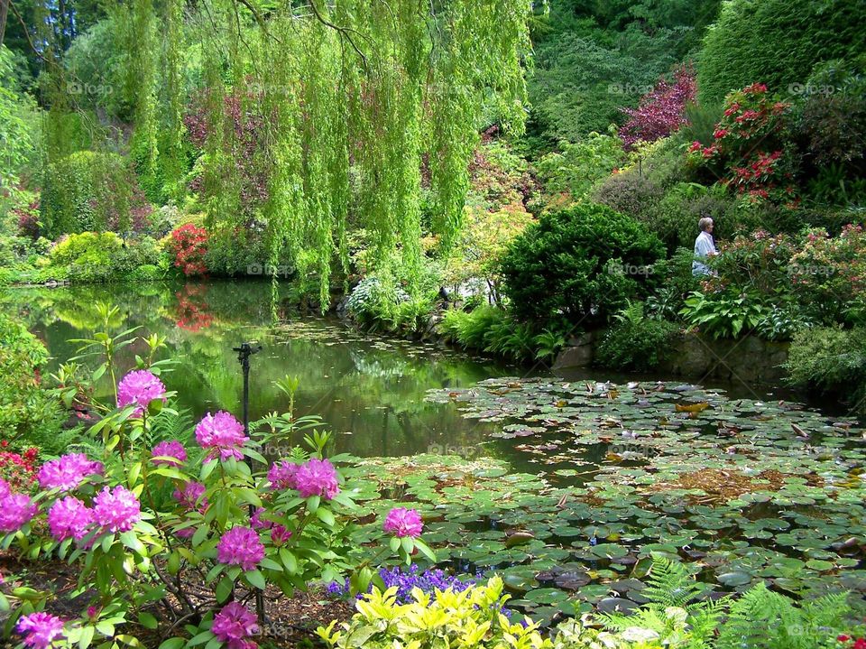 Lily pads, roses, weeping willows, scene from British Columbia, Canada