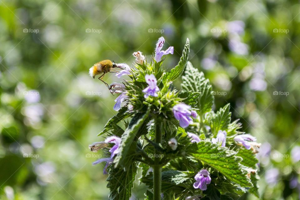 The Bombyliidae are a family of flies. Their common name are bee flies or humbleflies. Adults generally feed on nectar and pollen, some being important pollinators. Larvae are generally parasitoids of other insects.