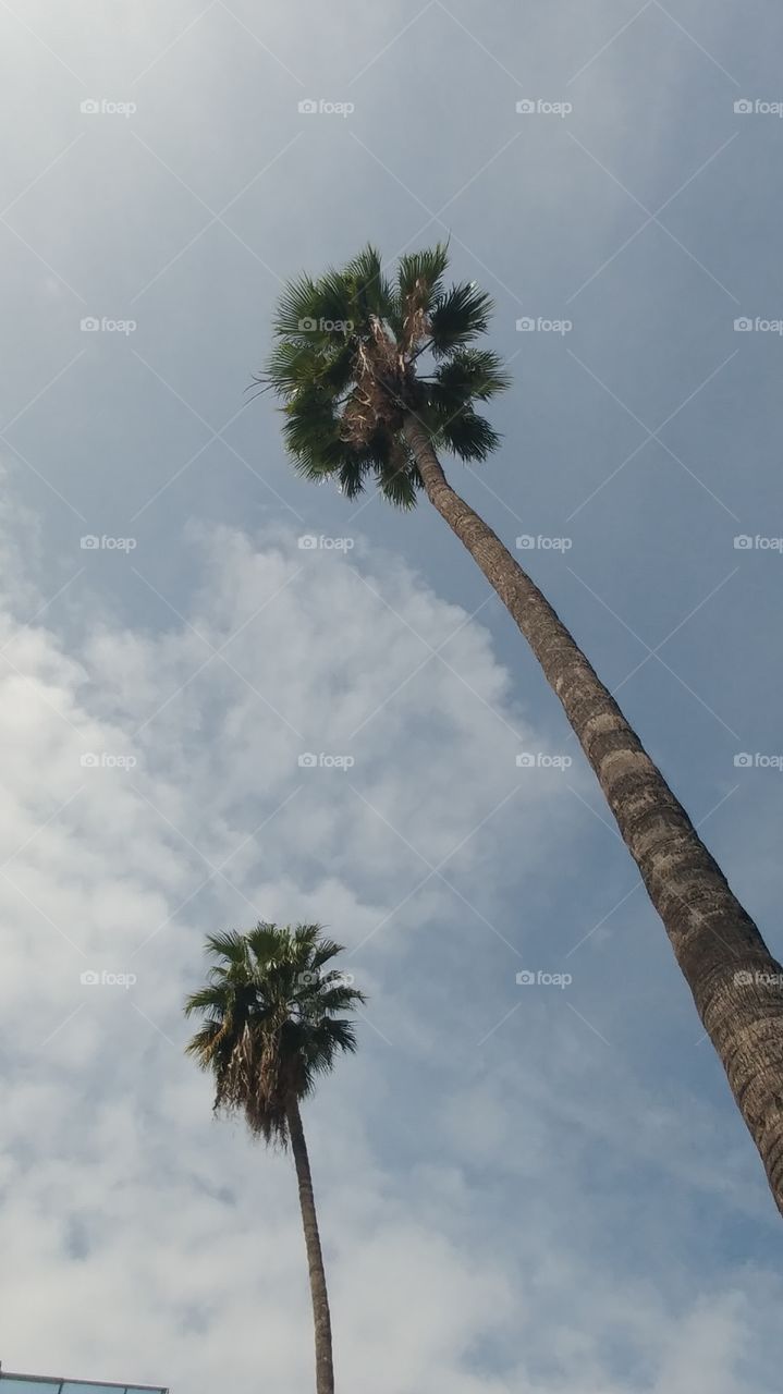 palms trees against clouds