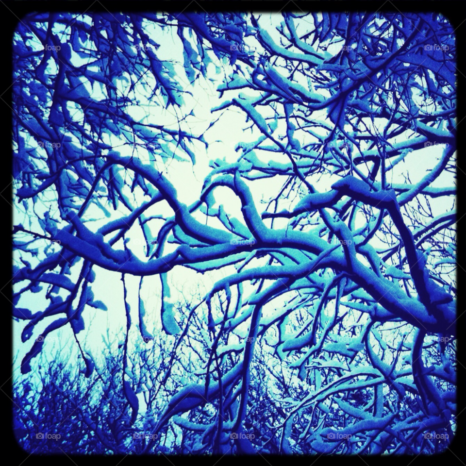 snow light wood trees by elmah2707