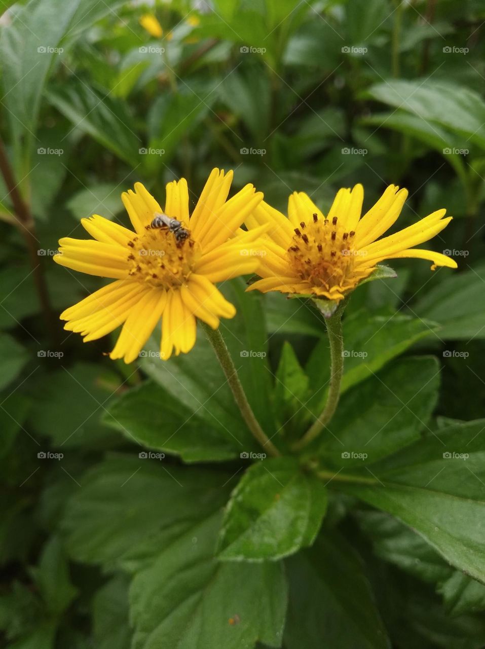 yellow flower seasonal fresh shurb small size looks very beautiful generally found everywhere