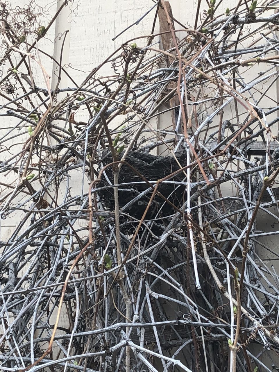 Nest in the vines