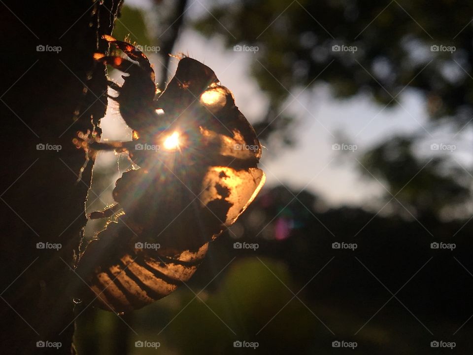 Glowing cicada
