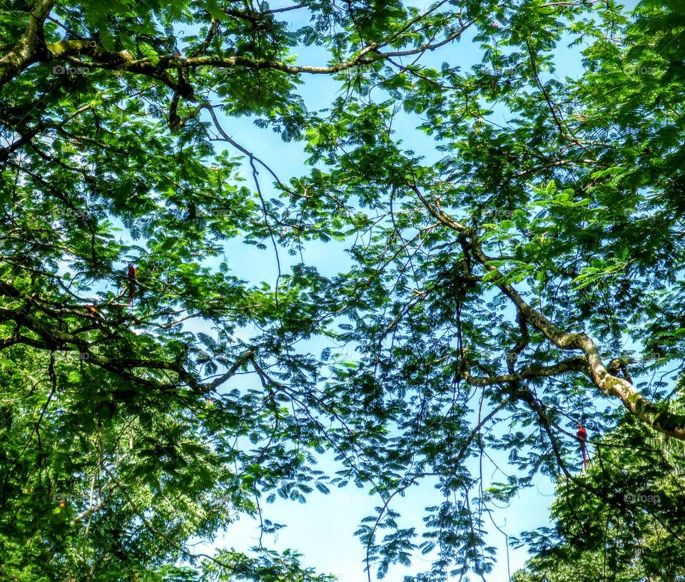 Macaws in the trees