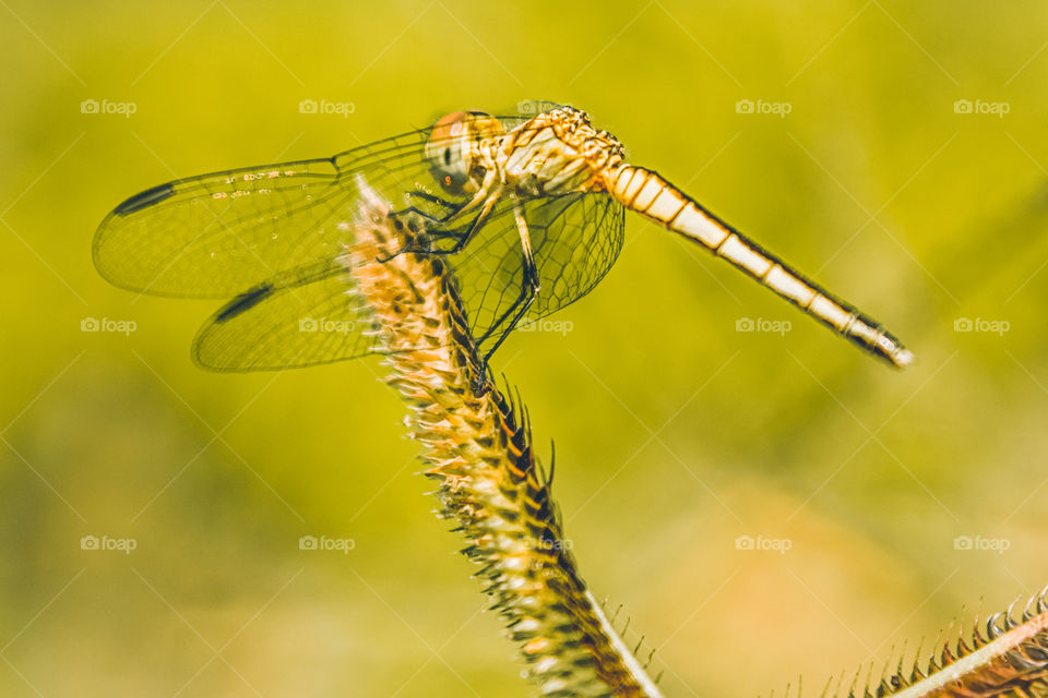 A dragonfly perched on the grass