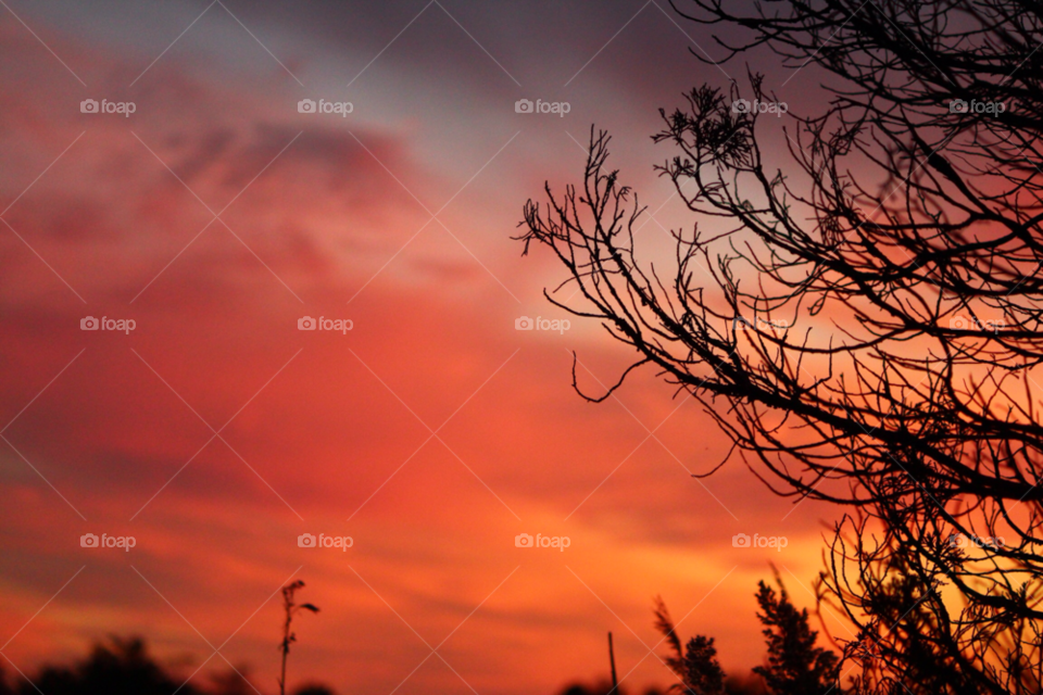 sky tree sunset clouds by ipixxiqi