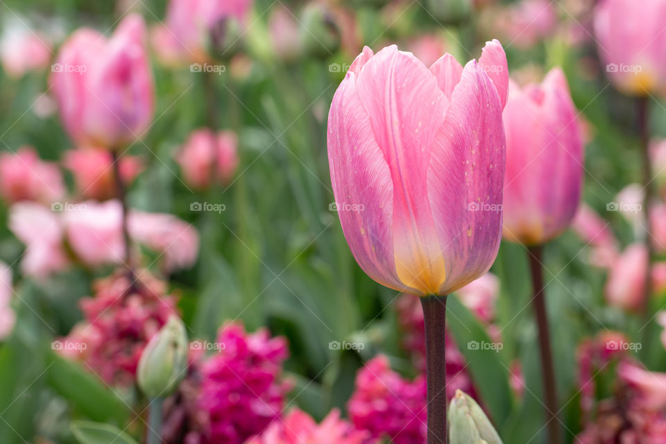 Closeup of beautiful pink tulip flower at spring, pink flowers in the background 