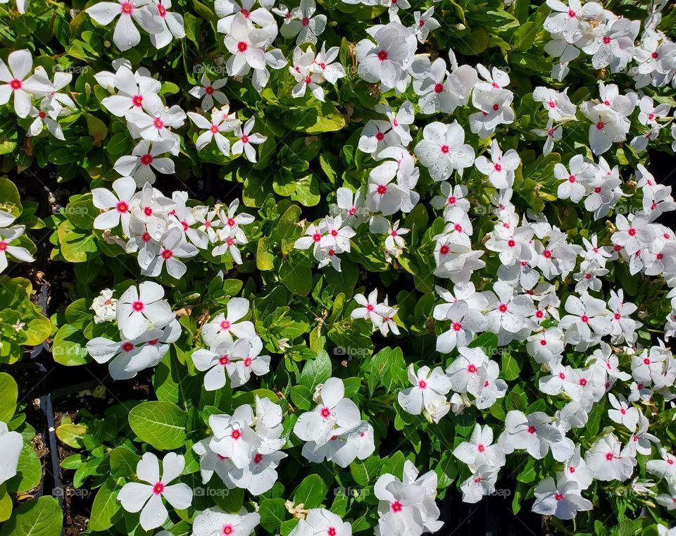 White Flowers in Summer Garden