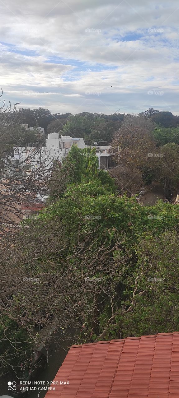 #🌳🌴trees around us